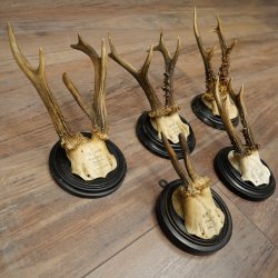 5 Roe Deer Antlers: Roe Deer Antlers Mounted on Round "Antique" Trophy Plaques 20.125