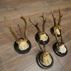 5 Roe Deer Antlers: Roe Deer Antlers Mounted on Round "Antique" Trophy Plaques 20.125