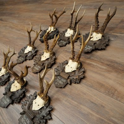 9 Roebuck Antlers: Roebuck Antlers on a Carved Trophy Plaque 20.126