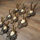 9 Roebuck Antlers: Roebuck Antlers on a Carved Trophy Plaque 20.126