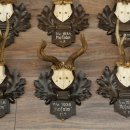 9 Roebuck Antlers: Roebuck Antlers on a Carved Trophy Plaque 20.126
