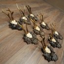 9 Roebuck Antlers: Roebuck Antlers on a Carved Trophy Plaque 20.126