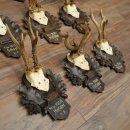 9 Roebuck Antlers: Roebuck Antlers on a Carved Trophy Plaque 20.126