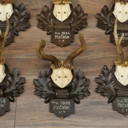 9 Roebuck Antlers: Roebuck Antlers on a Carved Trophy Plaque 20.126