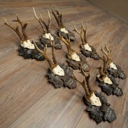 9 Roebuck Antlers: Roebuck Antlers on a Carved Trophy Plaque 20.126