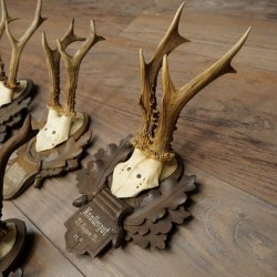 Cuernos de corzo: 5 corzos machos. Cuernos de corzo macho en placas de trofeo talladas. 20.127