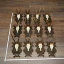 Reebogen, 12 stuks, oudere reebokken, reebok, reebok, set reebogen op bewerkte trofeeborden 21.481