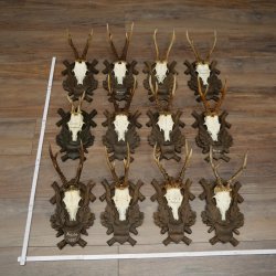 Reebogen, 12 stuks, oudere reebokken, reebok, reebok, set reebogen op bewerkte trofeeborden 21.481