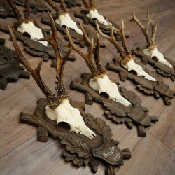 Reebogen, 12 stuks, oudere reebokken, reebok, reebok, set reebogen op bewerkte trofeeborden 21.481