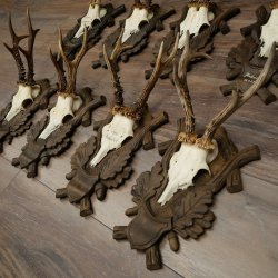 Reebogen, 12 stuks, oudere reebokken, reebok, reebok, set reebogen op bewerkte trofeeborden 21.481