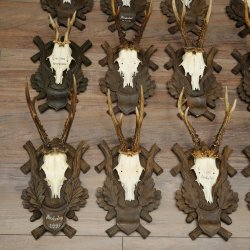 Reebogen, 12 stuks, oudere reebokken, reebok, reebok, set reebogen op bewerkte trofeeborden 21.481