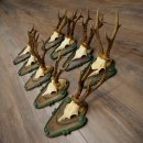 Reebogen 9 x reebokken Reebokhoorns op bewerkte trofeeplaten 20.128