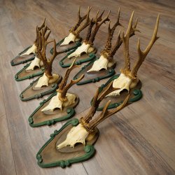 Reebogen 9 x reebokken Reebokhoorns op bewerkte trofeeplaten 20.128