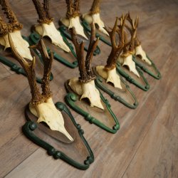Reebogen 9 x reebokken Reebokhoorns op bewerkte trofeeplaten 20.128