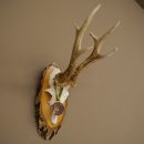 Bronze-grade roe deer antler medal, 666 g, CIC 106.3 IP, magnificent roe buck antlers, antler tips, birch shield