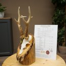 Bronze-grade roe deer antler medal, 666 g, CIC 106.3 IP, magnificent roe buck antlers, antler tips, birch shield
