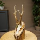 Bronze-grade roe deer antler medal, 666 g, CIC 106.3 IP, magnificent roe buck antlers, antler tips, birch shield