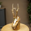 Bronze-grade roe deer antler medal, 666 g, CIC 106.3 IP, magnificent roe buck antlers, antler tips, birch shield