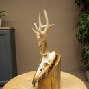 Bronze-grade roe deer antler medal, 666 g, CIC 106.3 IP, magnificent roe buck antlers, antler tips, birch shield