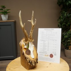 Bronze-grade roe deer antler medal, 666 g, CIC 106.3 IP, magnificent roe buck antlers, antler tips, birch shield