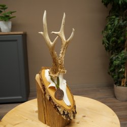 Bronze-grade roe deer antler medal, 666 g, CIC 106.3 IP, magnificent roe buck antlers, antler tips, birch shield