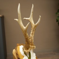 Bronze-grade roe deer antler medal, 666 g, CIC 106.3 IP, magnificent roe buck antlers, antler tips, birch shield