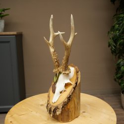 Bronze-grade roe deer antler medal, 666 g, CIC 106.3 IP, magnificent roe buck antlers, antler tips, birch shield