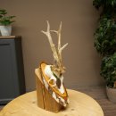 Rehgeweih Medaillenklasse Bronze CIC 110,08 IP kapitaler Bock Reh Geweih Gehörn Birkeschild