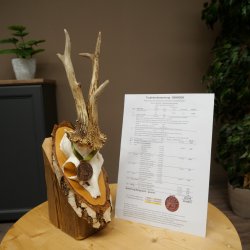 Rehgeweih Medaillenklasse Bronze CIC 110,08 IP kapitaler Bock Reh Geweih Gehörn Birkeschild