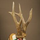Cuernos de corzo, categoría de medalla de plata, 435 g, CIC 115,7 IP, cuernos de corzo macho de gran tamaño, escudo de cuernos