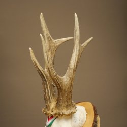 Cuernos de corzo, categoría de medalla de plata, 435 g, CIC 115,7 IP, cuernos de corzo macho de gran tamaño, escudo de cuernos