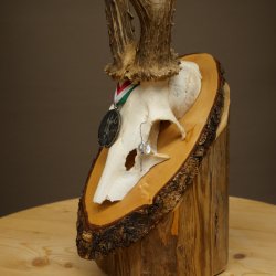 Cuernos de corzo, categoría de medalla de plata, 435 g, CIC 115,7 IP, cuernos de corzo macho de gran tamaño, escudo de cuernos