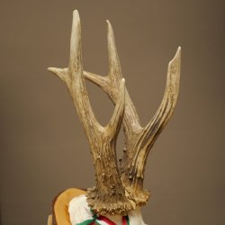Cuernos de corzo, categoría de medalla de plata, 435 g, CIC 115,7 IP, cuernos de corzo macho de gran tamaño, escudo de cuernos