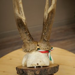 Cuernos de corzo, categoría de medalla de plata, 435 g, CIC 115,7 IP, cuernos de corzo macho de gran tamaño, escudo de cuernos