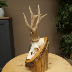 Cuernos de corzo, categoría de medalla de plata, 435 g, CIC 115,7 IP, cuernos de corzo macho de gran tamaño, escudo de cuernos