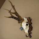 Cuernos de corzo, categoría de medalla de plata CIC 117,85 IP, corzo macho de gran tamaño, cuernos tallados con escudo