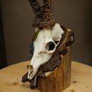 Cuernos de corzo, categoría de medalla de plata CIC 117,85 IP, corzo macho de gran tamaño, cuernos tallados con escudo