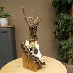 Cuernos de corzo, categoría de medalla de plata CIC 117,85 IP, corzo macho de gran tamaño, cuernos tallados con escudo