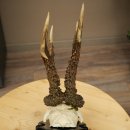 Cuernos de corzo, categoría de medalla de plata CIC 120,13 IP, corzo macho de gran tamaño, cuernos, placa de trofeo