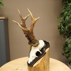 Cuernos de corzo, categoría de medalla de plata CIC 120,13 IP, corzo macho de gran tamaño, cuernos, placa de trofeo