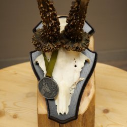 Cuernos de corzo, categoría de medalla de plata CIC 120,13 IP, corzo macho de gran tamaño, cuernos, placa de trofeo