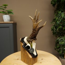 Cuernos de corzo, categoría de medalla de plata CIC 120,13 IP, corzo macho de gran tamaño, cuernos, placa de trofeo