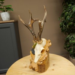 Rehgeweih Medaillenklasse Silber CIC 120,5 IP hochkapitaler Bock Reh Geweih Gehörn geschnitztem Schild