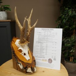 Rehgeweih Deko Medaille CIC 120,83 IP hochkapitaler Bock Reh Geweih Gehörn Birke Schild