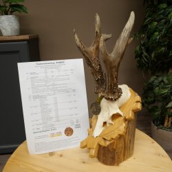 Rehgeweih Medaillenklasse Gold 585 g CIC 142,75 IP hochkapitaler Bock Reh Geweih Gehörn