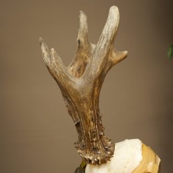 Rehgeweih Medaillenklasse Gold 585 g CIC 142,75 IP hochkapitaler Bock Reh Geweih Gehörn