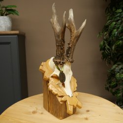 Rehgeweih Medaillenklasse Gold 585 g CIC 142,75 IP hochkapitaler Bock Reh Geweih Gehörn
