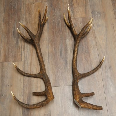 Red deer antlers, 1 pair of red deer antlers, weight 3.3 kg, length 70–75 cm