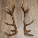 Red deer antlers, 1 pair of red deer antlers, weight 3.3 kg, length 70–75 cm