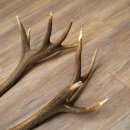 Red deer antlers, 1 pair of red deer antlers, weight 3.3 kg, length 70–75 cm